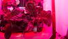 ISS astronauts plant third lettuce crop on space station!