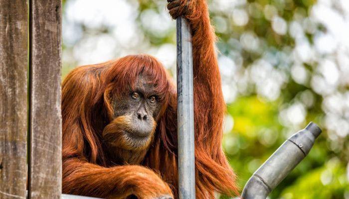 At 60, is this orangutan the world&#039;s oldest?