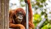 Sumatran orangutan