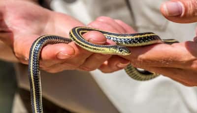 Have you ever heard of snakes with legs and arms? - Read 