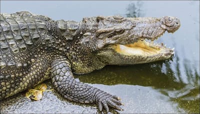 Terrifying: Six-feet long crocodile attacks couple in swimming pool! - Watch video