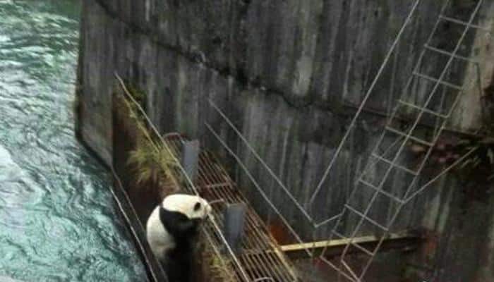 Dramatic rescue at China&#039;s Wolong nature reserve - This is how workers save giant panda from drowning! (Watch)