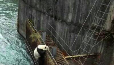 Dramatic rescue at China's Wolong nature reserve - This is how workers save giant panda from drowning! (Watch)