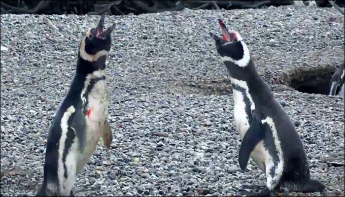 Male penguin indulges in vicious battle after he catches his wife with another &#039;man&#039;! - Watch viral video