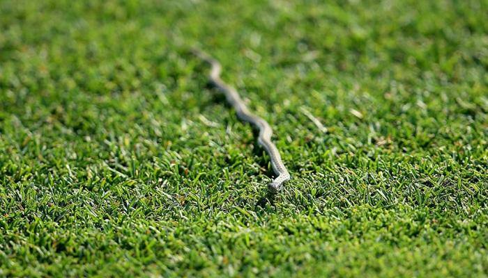 Authorities spot world's tiniest snake on Martinique's Caribbean island 