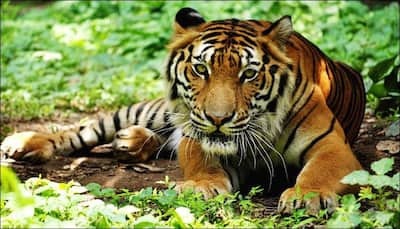 Poaching in India on the rise; 76 tiger deaths reported in 2016