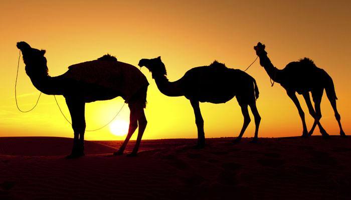 Pushkar ka mela: Rajasthan gears up for famous annual five-day camel and livestock fair 