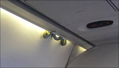 Aeroméxico flight has priority landing, thanks to a snake hiding in the overhead compartment! - Watch video