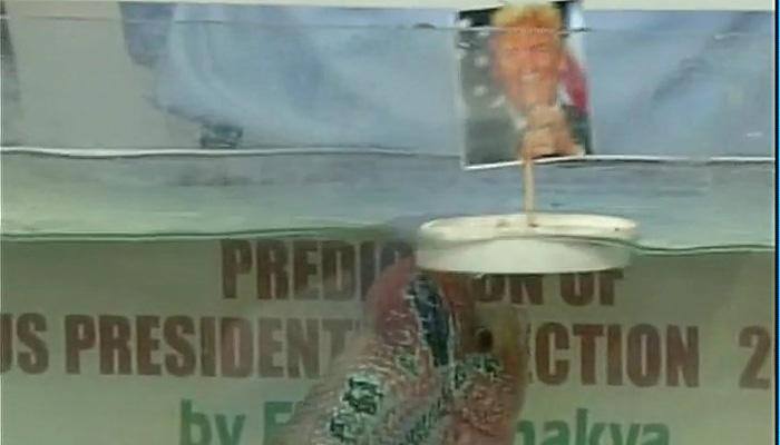 Chennai-based fish &#039;Chanakya&#039; predicts Donald Trump to win US presidential elections - Watch video