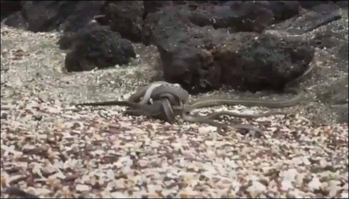 Forget Hollywood and Bollywood, this real-life wildlife chase sequence will have you on the edge of your seats! - Watch video