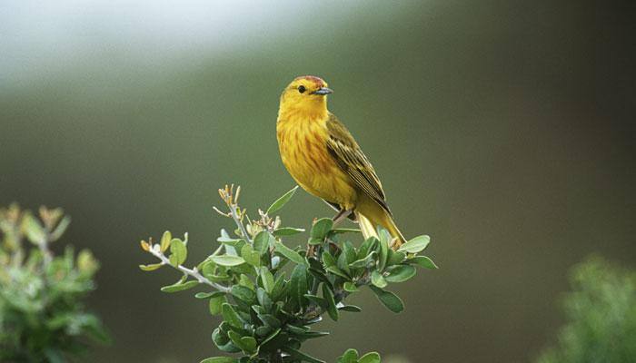 Salim Ali&#039;s birth anniversary: Pan-India bird count event to be observed on November 13