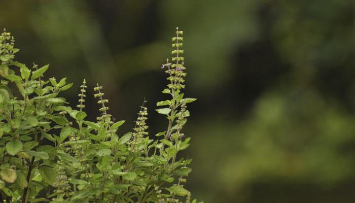Tulsi vivah: Know all about the auspicious marriage Tulsi vivah: Know all about the auspicious marriage