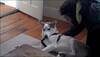 Husky videos