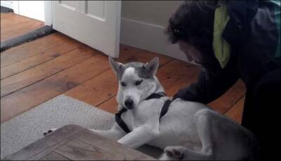Most adorable demand ever: Husky wants her human dad to give her piggyback rides! - Watch video