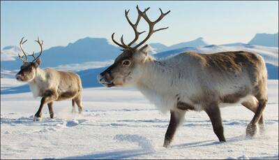 Thinning Arctic ice claims lives of 80,000 reindeer as global warming cuts off food supply
