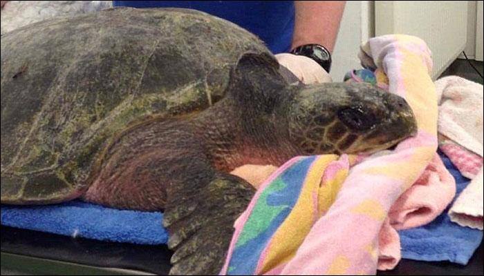 Rescued: World&#039;s rarest turtle survives after being swept 4000 miles away from home!