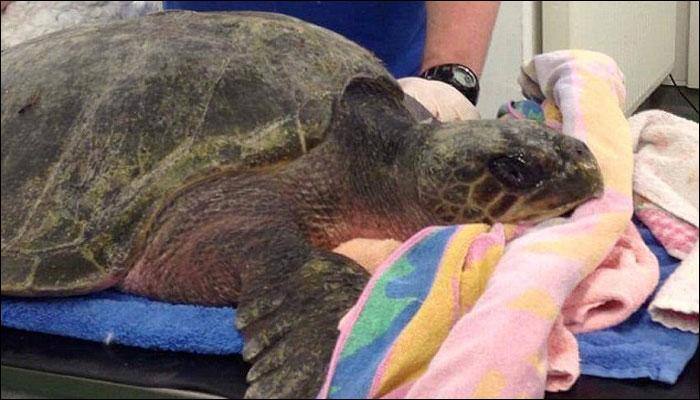 Rescued: World's rarest turtle survives after being swept 4000 miles away from home!