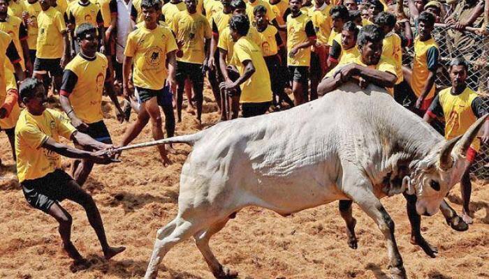 Jallikattu: SC finds no ground to allow bull taming sport in Tamil Nadu, rejects review petition
