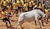 Jallikattu: SC finds no ground to allow bull taming sport in Tamil Nadu, rejects review petition