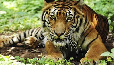 Global network's concern over Indian data on tiger poaching