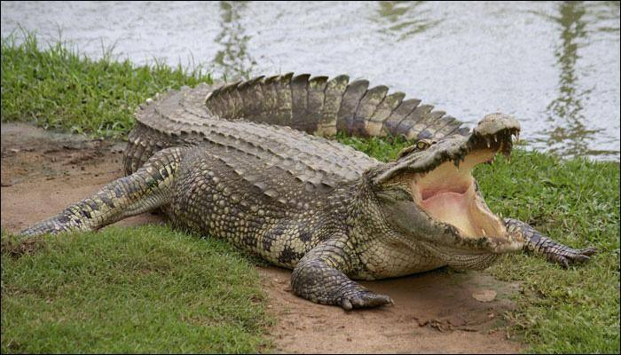 This crocodile made a meal out of his own species! - Watch video