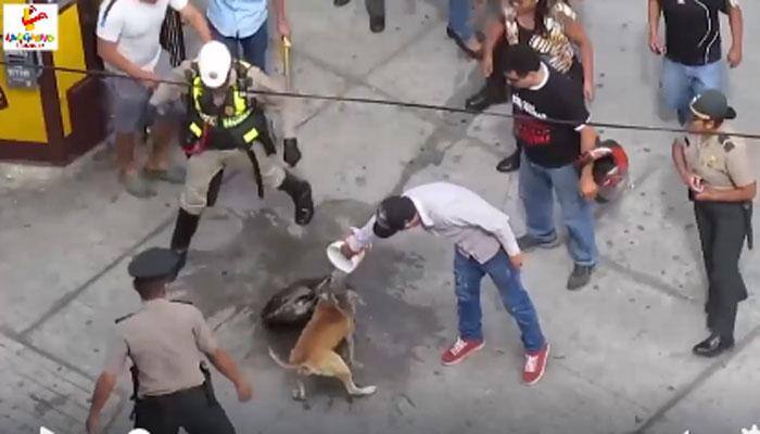 Epic dogfight! These two canines won&#039;t simply give up, fight till death – Watch viral video