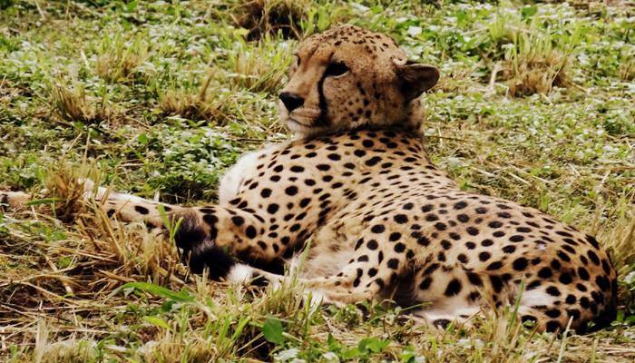 For the first time, full-grown male leopard caught on camera at Delhi&#039;s Yamuna Biodiversity Park