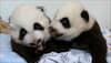 Panda twins