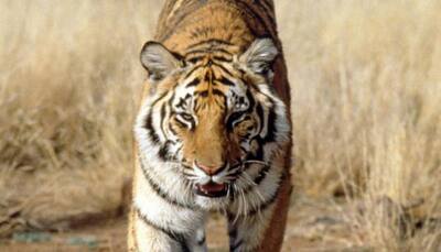 Asian transport projects may endanger tiger conservation efforts, warns WWF 