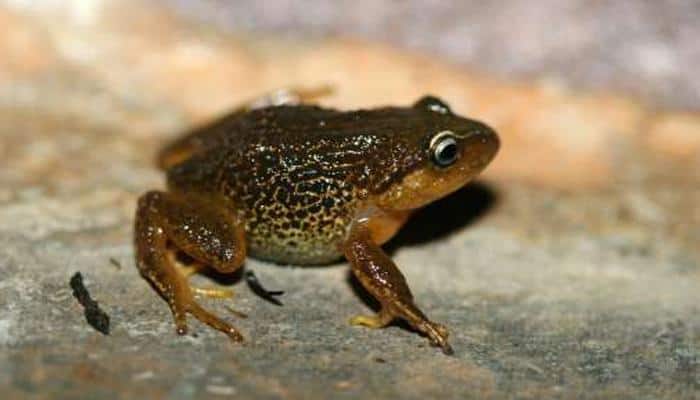 Following a frog&#039;s evolutionary movements