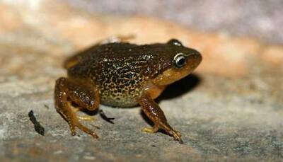 Following a frog's evolutionary movements
