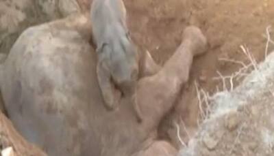 Baby elephant refuses to part with mother's dead body in Assam – Watch video