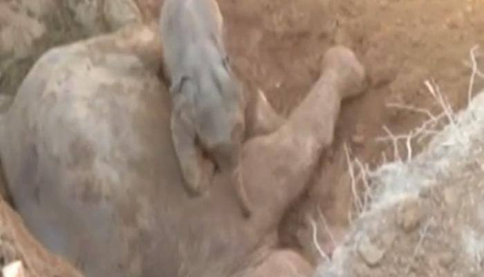 Baby elephant refuses to part with mother's dead body in Assam – Watch video