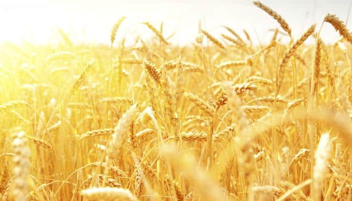 Efficient use of sunlight can better crop yields