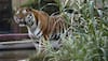 Indore zoo tigress