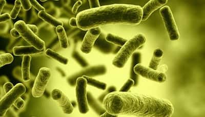 How genes, birthplace shape your gut microbes