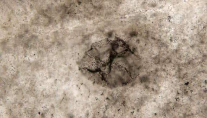 Early life forms that survived without oxygen discovered