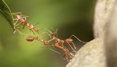 This is how how ants communicate with each other