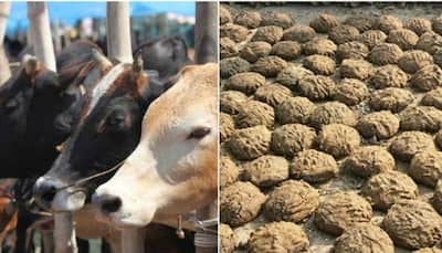 Cow dung: A sacred tradition from a scientific angle