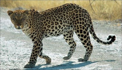 African Leopard inching toward extinction; experts list poaching and trophy hunting as reasons