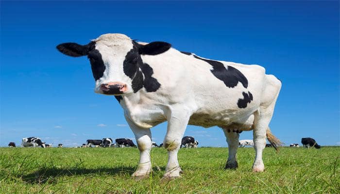Is cow poop an answer to global warming problems?