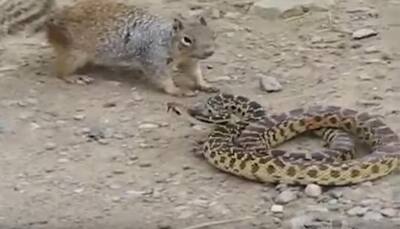 WATCH: Deadly battle between squirrel and snake - Find out who wins!