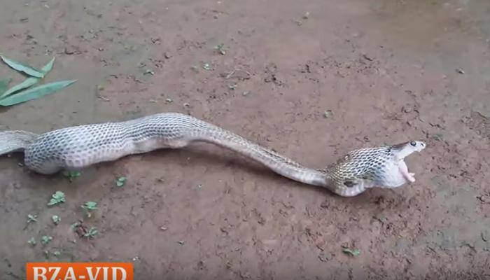 OMG! Huge cobra throws up six eggs as she chokes after huge meal