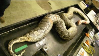 16-feet-long Burmese python found to have swallowed three whole deer!