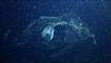 Existence of mysterious ocean blob confirmed; scientists spot one for first time in a century!