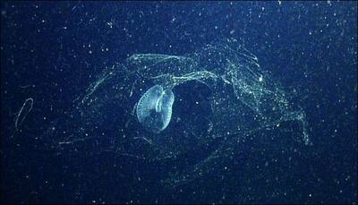 Existence of mysterious ocean blob confirmed; scientists spot one for first time in a century!