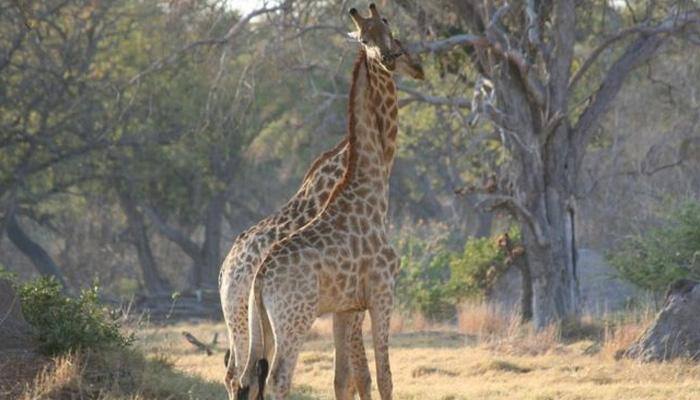 Giraffes facing 'silent extinction', population shrinks by 40% due to habitat loss