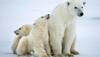 Melting of Arctic sea ice may reduce polar bear population
