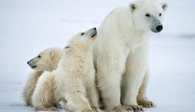 Melting of Arctic sea ice may reduce polar bear population