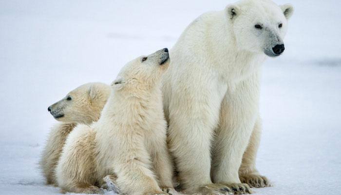 Melting of Arctic sea ice may reduce polar bear population